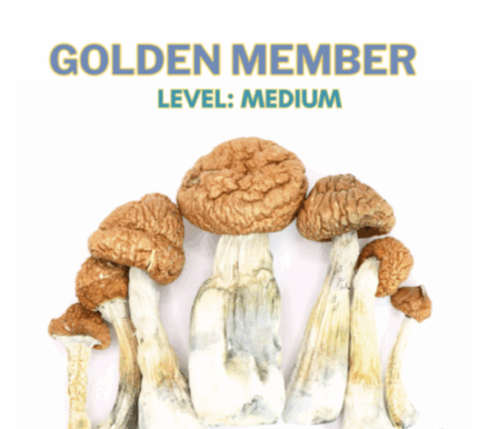 Buy Gold Member Magic Mushrooms Online